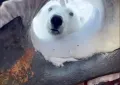 Orso polare sale sulla nave